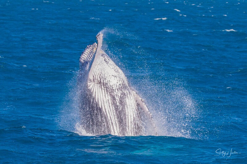 0A3A4515 - 2024 Hervey Bay Whales