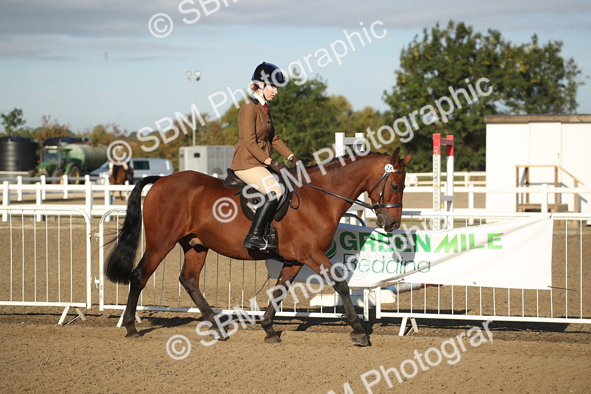 SBM_11491 - Class 502 - Riding Club Horse