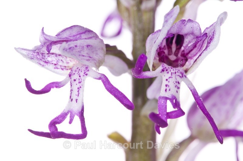  - WB: Orchids - Orchis