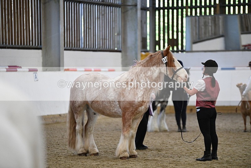 WJ5_4741 - Class 7 In hand coloured / odd coloured