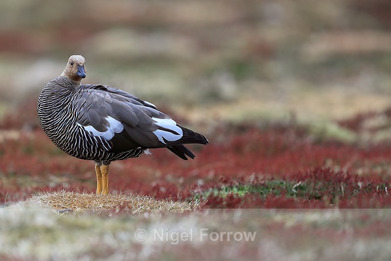 Upland Goose (female), Sea Lion Island, Falklands - Upland Goose