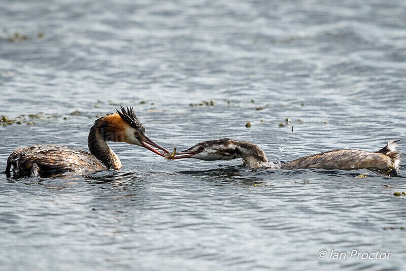 Feeding Junior! - Great Crested Grebes - Nature