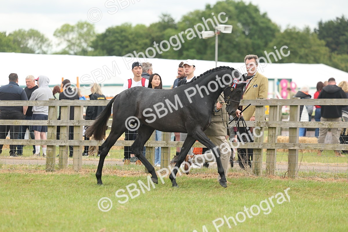 SBM_05464 - Class 68-73 - Riding Pony Breeding