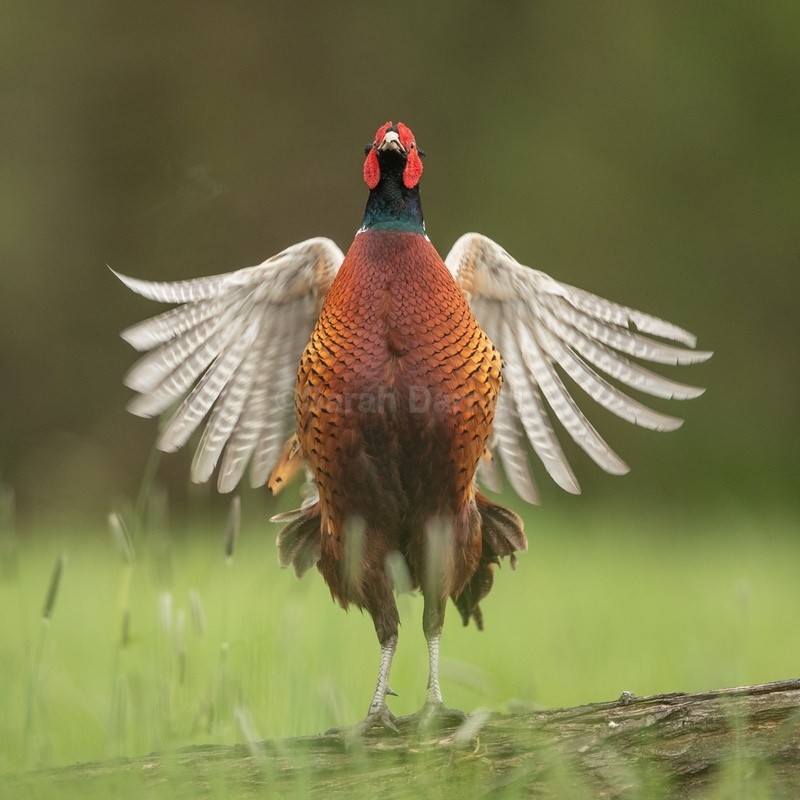 Pheasant SD2548 - Greeting Cards