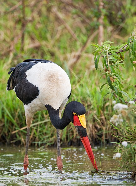 Saddle-Billed Stork Nairobi National Park, Kenya