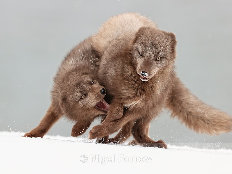Two Arctic Foxes scuffling, Hornstrandir, Iceland - Arctic Fox