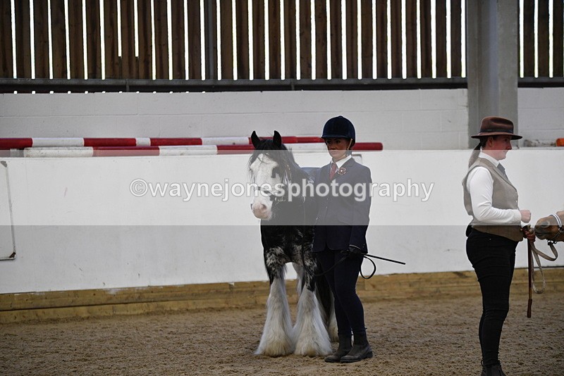 WJ5_5082 - Class 7 In hand coloured / odd coloured