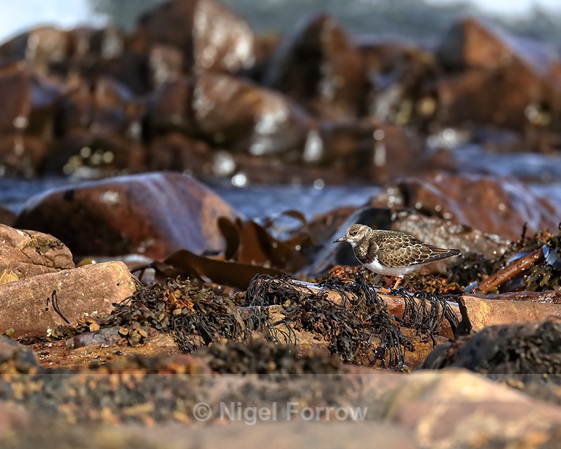 Turnstone standing on rocky shoreline, Scotland - Turnstone