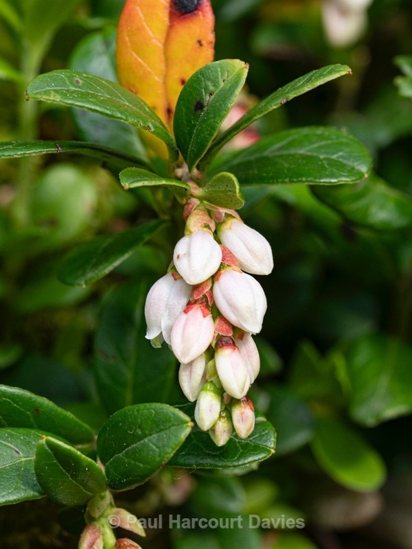 Cowberry (Vaccinium vitis idaea) - Wild Flowers