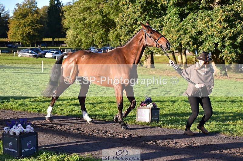 231022-090320-21531 - 627-UNNAMED.(815881)-Pollyanne.Adams-TrotUp+SJ