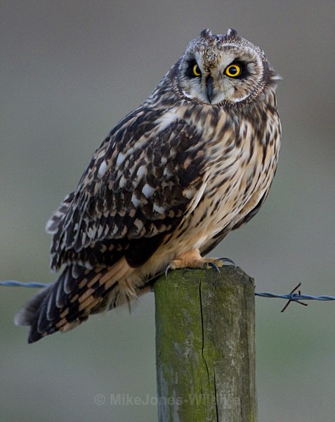 SHORT EARED OWL / REF SEO 26 - SHORT EARED OWLS