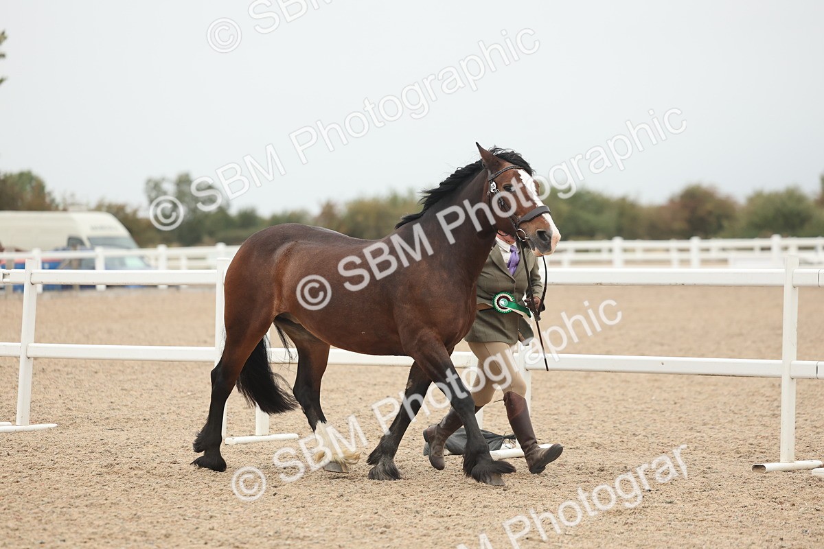SBM_19923 - Class 318 - IH Part Bred Horse-Pony