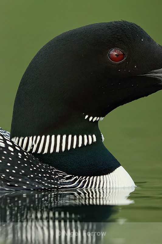 Common Loon, eye & plumage detail, Minnesota, USA - Great Northern Diver