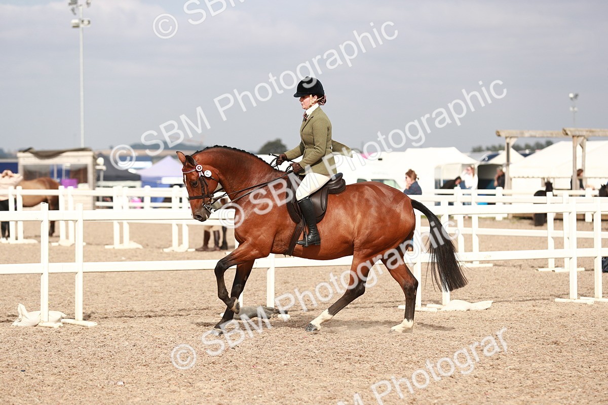 SBM_17526 - Class 215 Ridden Hack/ Riding Horse