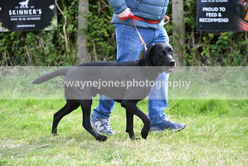 WJ5_9594 - Class 3 Most Handsome Dog
