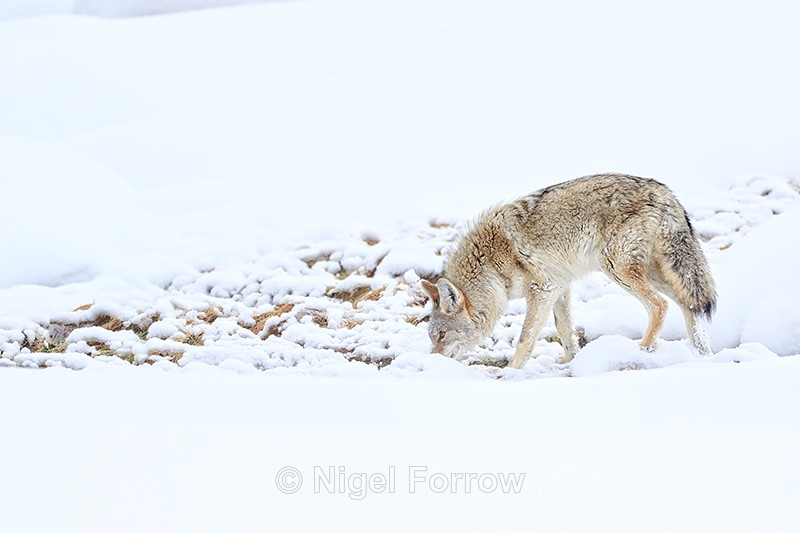 Coyote sniffs ground, Hayden Valley, Yellowstone National Park - Coyote