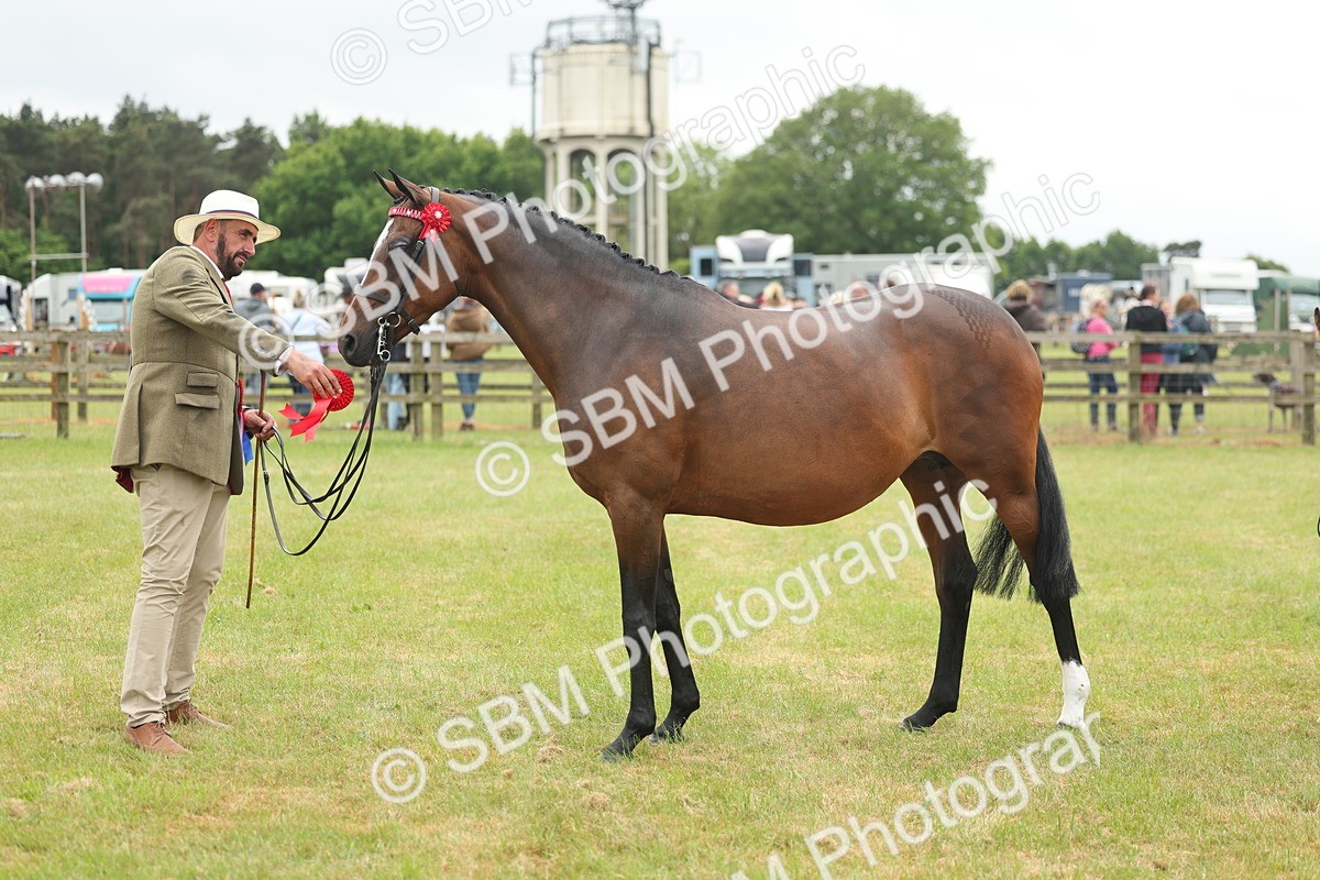 SBM_05597 - Class 68-73 - Riding Pony Breeding