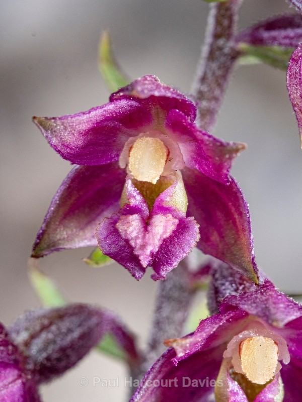 Dark red helleborine (Epipactis atrorubens) - Wild Orchids 2020