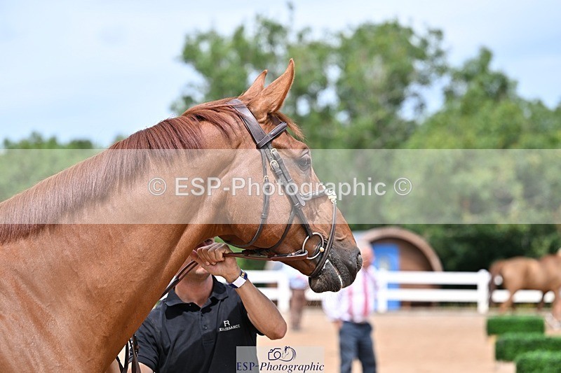 250716-132054-00451 - Trot Up 12.30 to 1.30