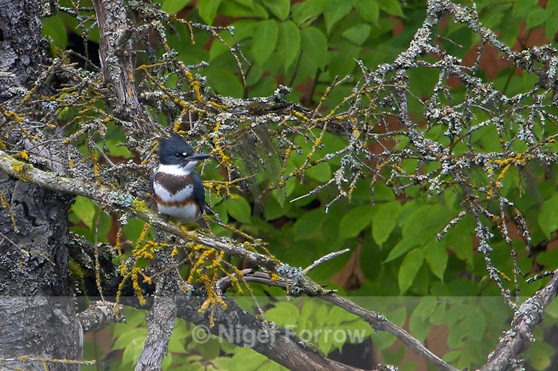 Belted Kingfisher (female) perched on a tree branch - Belted Kingfisher