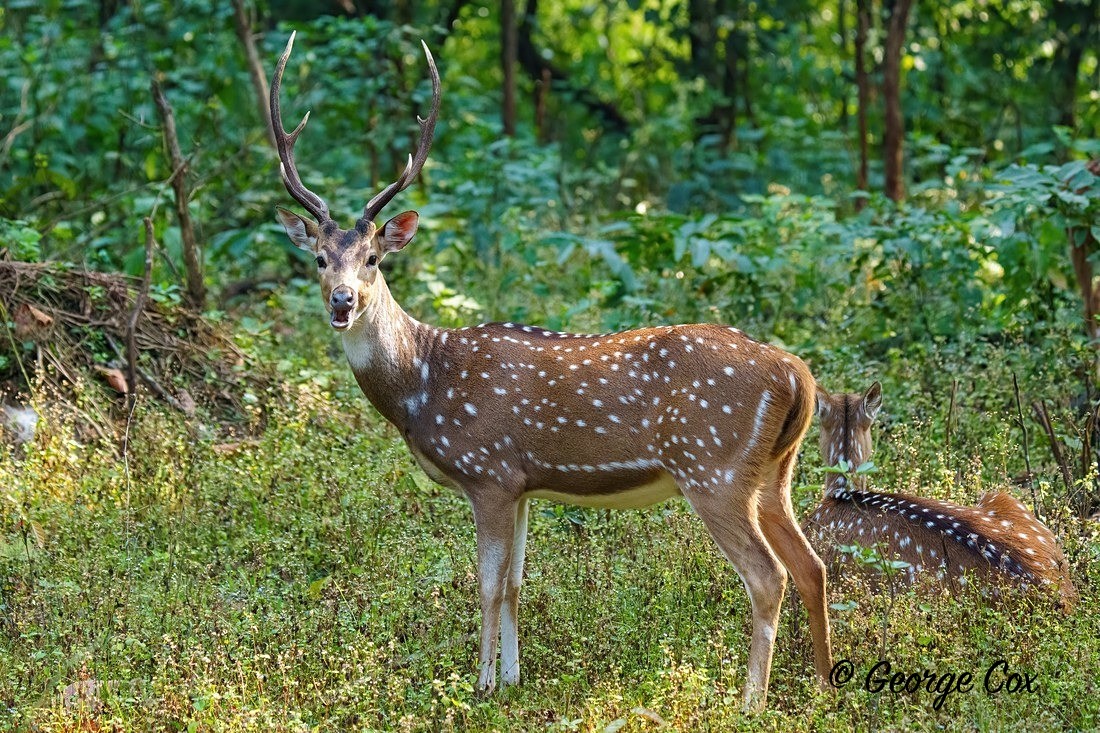 Spotted Deer Stag - India