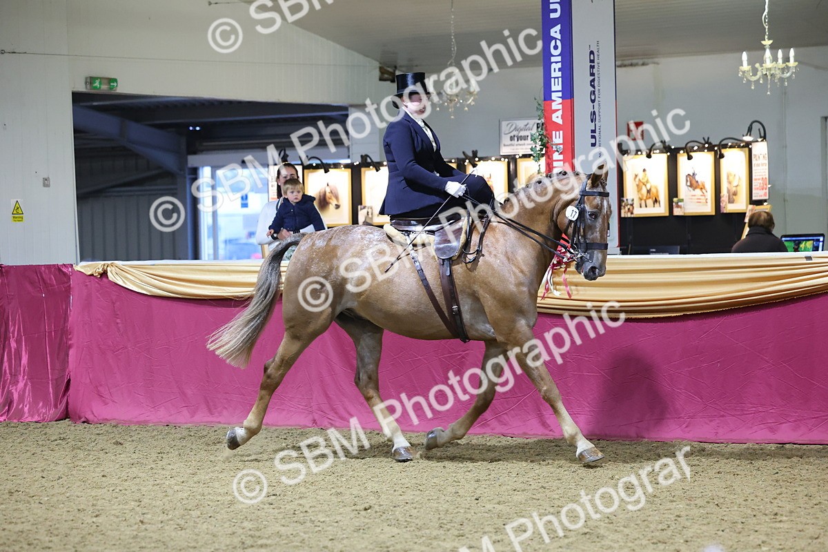 0B8A4243 - Class L Side Saddle Champ