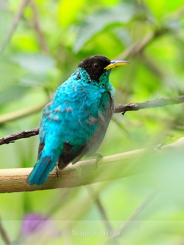 Green Honeycreeper (male) perched in a bush at Leaves & Lizards - Green Honeycreeper