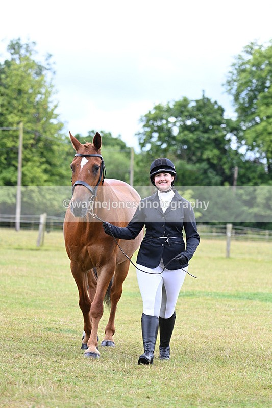 WJ7_6961 - Class 5a Most Handsome Gelding in Hand