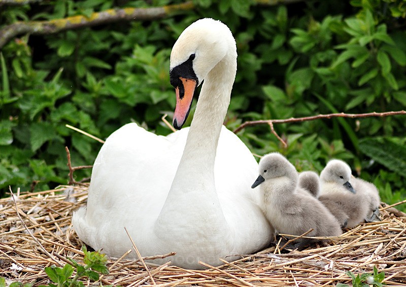 - White Swans and Cygnets