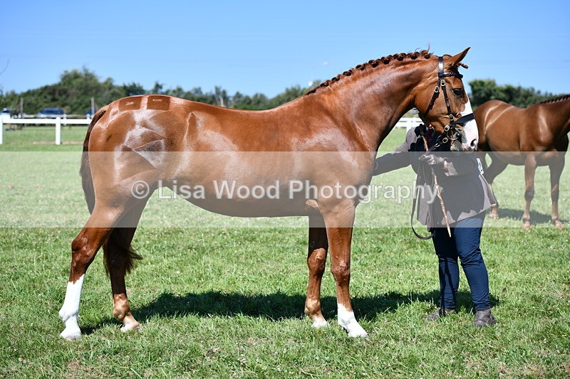 DSC_6756 - Class 57: Hunter/Riding Horse/Hack 1, 2 & 3 yr olds