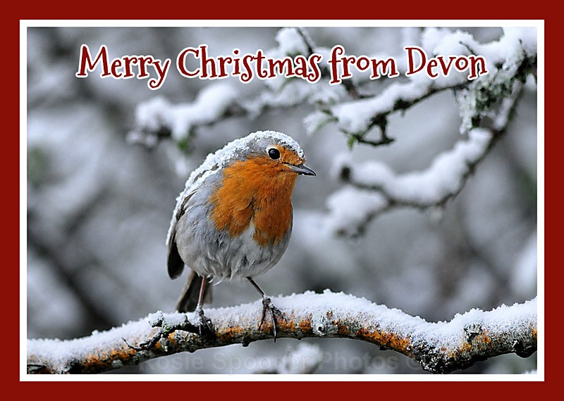 XM090 NEW 2026 - Xmas Devon Robin - Xmas Cards Dawlish