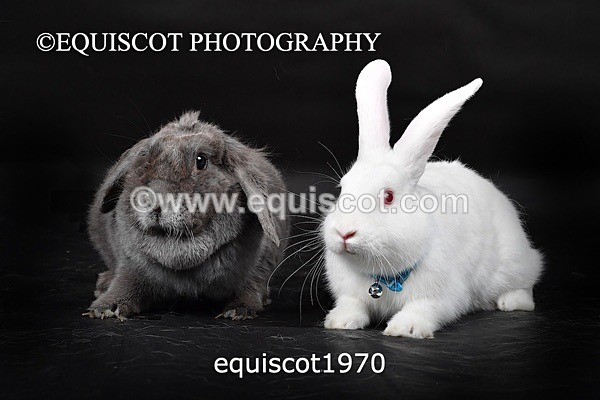 equiscot1970 - GIZMO & OSCAR