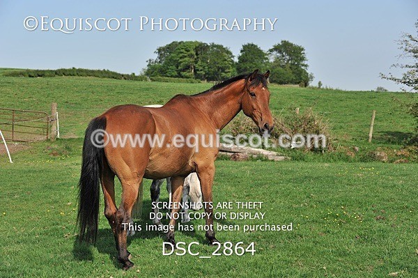 DSC_2864 - ARCHIVE REQUEST - Quincy and Guinness