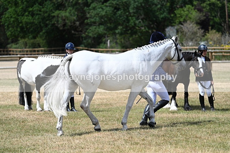WJ7_1619 - Class 4 Prettiest Mare up to 14.2hh in hand