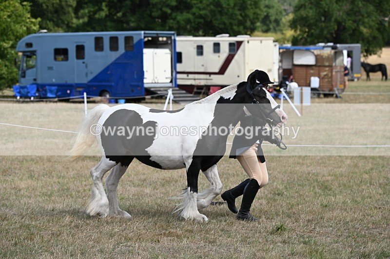 WJ6_6484 - Class 20 In-hand Cob