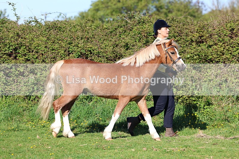 3E7A8307 - Class 12: M & M Small Breeds