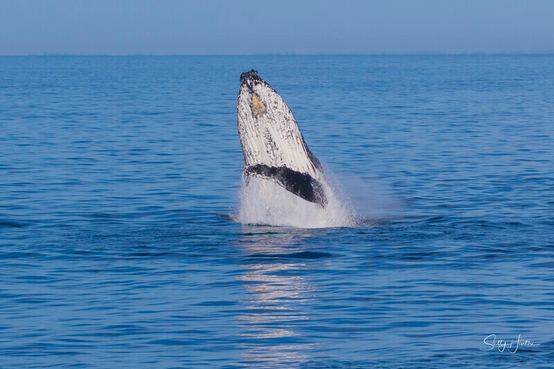 0A3A8478 - 2024 Hervey Bay Whales