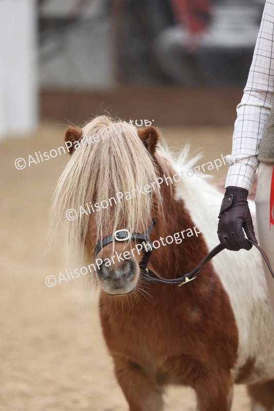 20251109-0347 - Class 13 - Mares 4 Years and Over