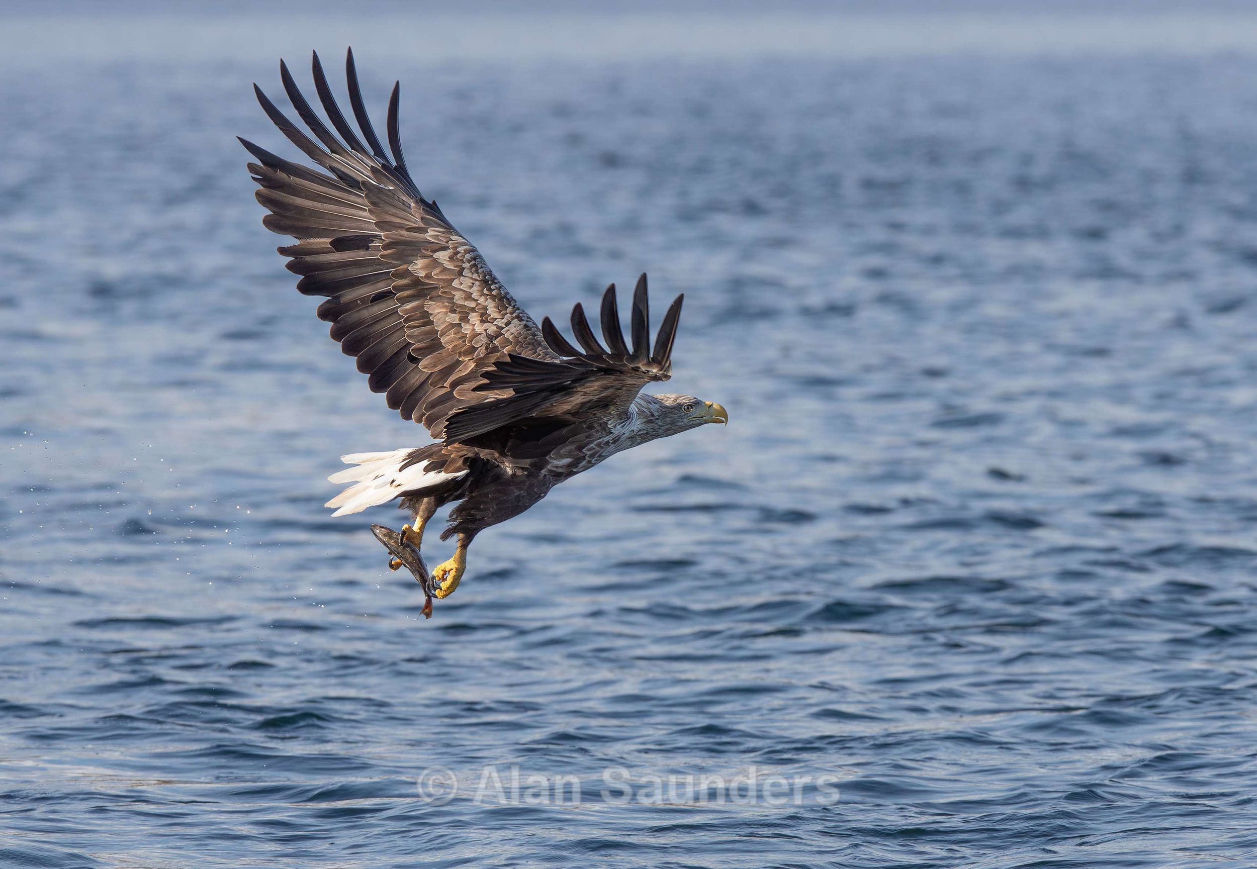 White Tailed Eagle 48