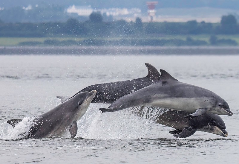 CHANORY DOLPHIN 2026 31 - Dolphins, Whales & Orcas. Scotland, Iceland, Azores & Madeira