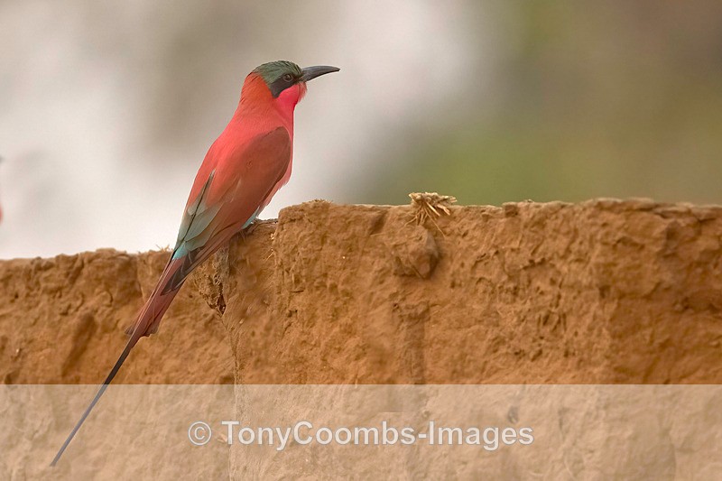 Carmine Bee-eater - Mana Pools ~ The Birds