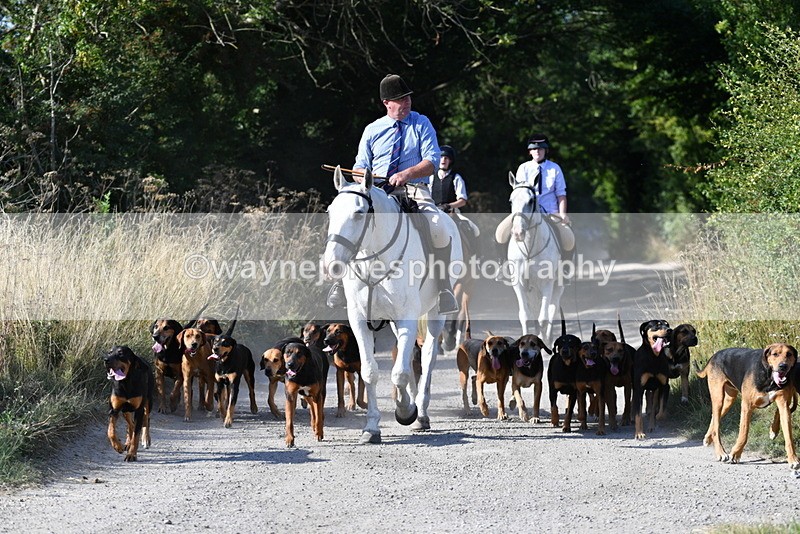 WJ5_4798 - Walk out with the hounds