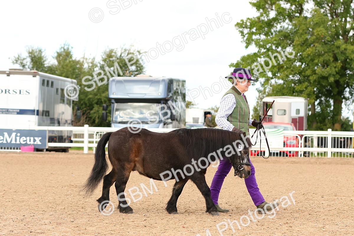 SBM_10274 - Class 206 - IH Non Show Type Pony
