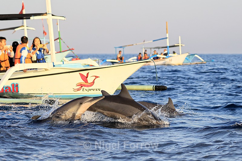 Spinner Dolphins and tourist boats, Lovina, Bali - Dolphin
