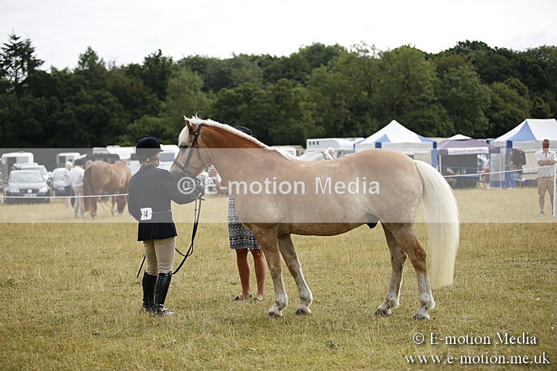 _C7A9422 - BVRC Sow 2018 Ring 2