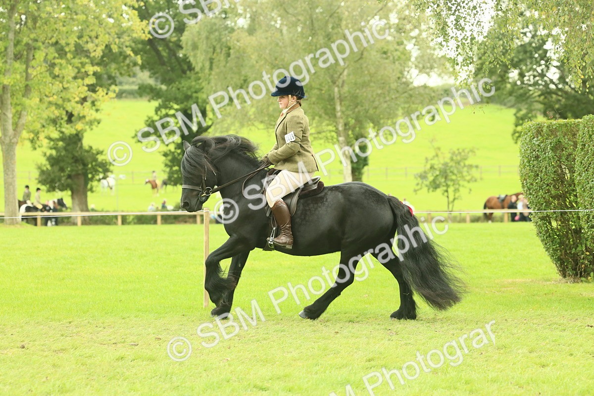 SBM_71925 - S60 - Mountain & Moorland Ridden Large Breeds