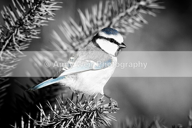 20121118-_MG_1395-1621 - Blue Tit