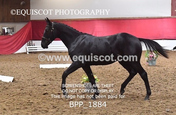 BPP_1884 - AFTERNOON 12.30 - 3.30PM