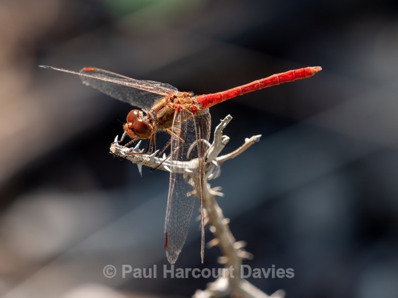 Crocothemis erythraea ♂ (Scarlet Dragonfly) - Insects, Spiders and other Animals