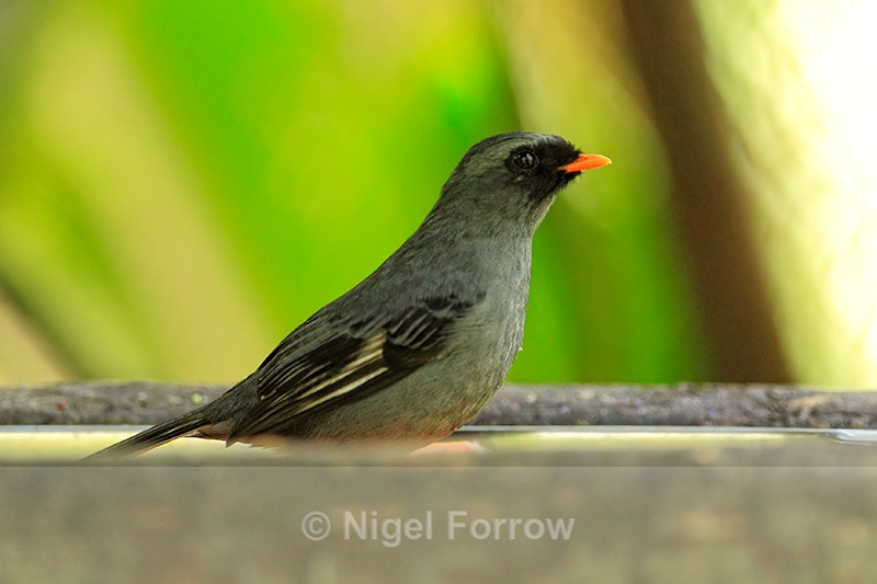 Black-faced Solitaire at feeder, La Paz, Costa Rica - Black-faced Solitaire
